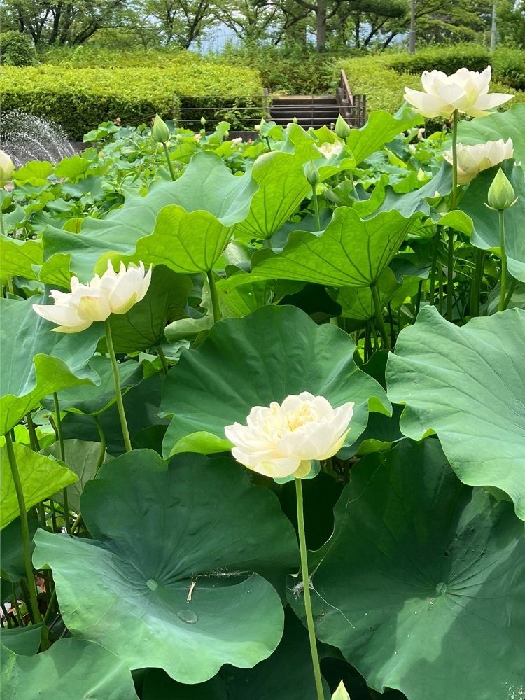 Nさんが投稿した玉穂ふるさとふれあい広場に関する口コミの画像