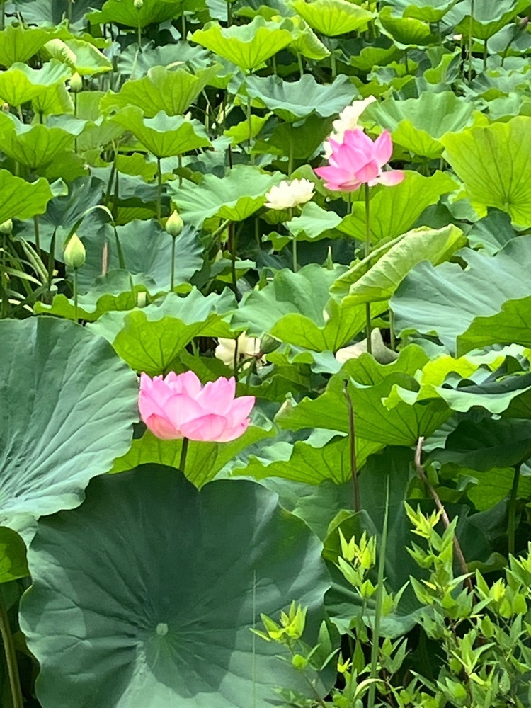 Nさんが投稿した玉穂ふるさとふれあい広場に関する口コミの画像