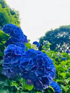 美の山公園のアジサイ