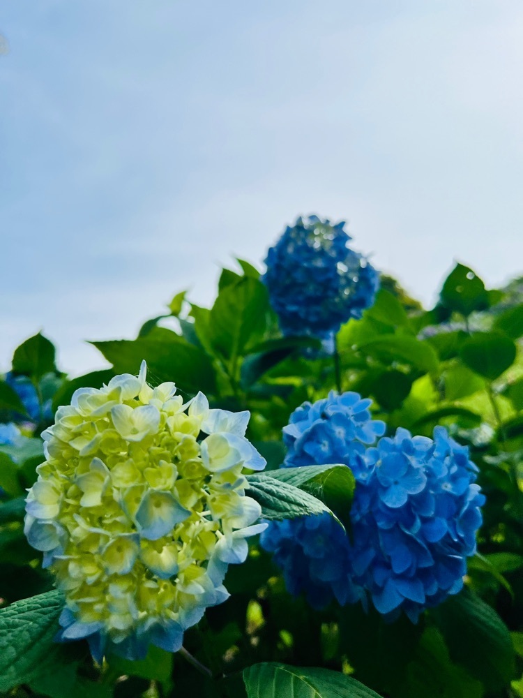 わんぱく王子さんが投稿した美の山公園のアジサイに関する口コミの画像