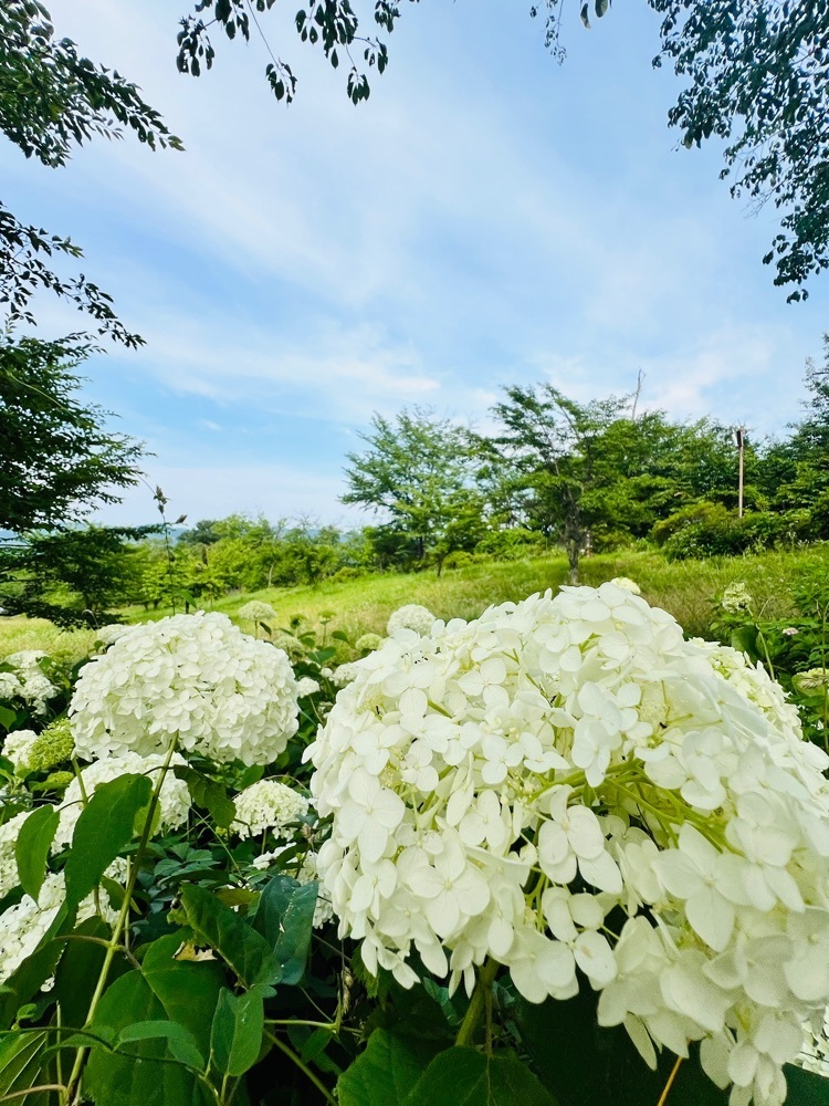 わんぱく王子さんが投稿した美の山公園のアジサイに関する口コミの画像