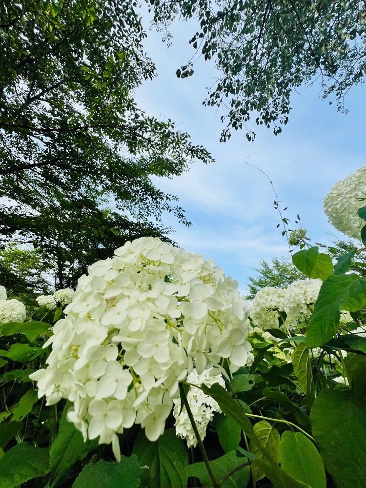 わんぱく王子さんが投稿した美の山公園のアジサイに関する口コミの画像