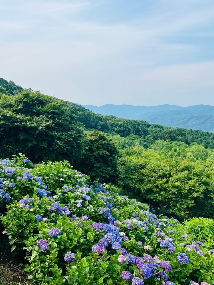 わんぱく王子さんが投稿した美の山公園のアジサイに関する口コミの画像