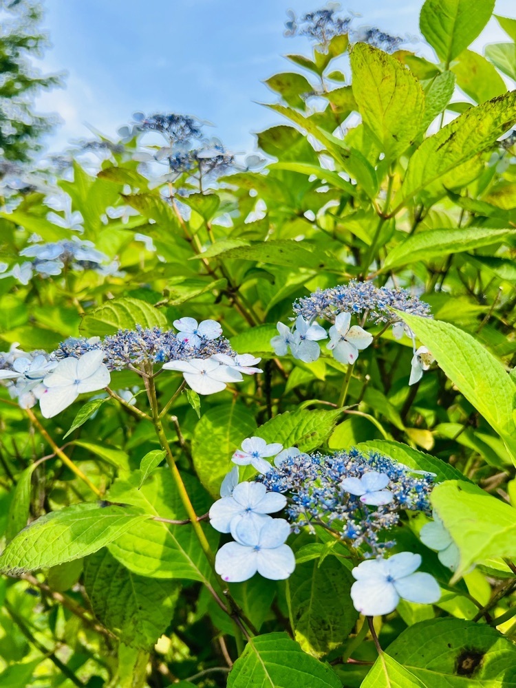 わんぱく王子さんが投稿した美の山公園のアジサイに関する口コミの画像