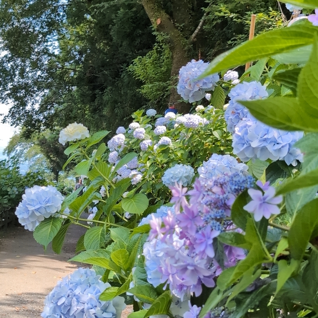 Pさんが投稿した小野池あじさい公園に関する口コミの画像