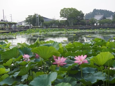 スターバックスコーヒー 藤枝蓮華寺池公園店（STARBUCKS COFFEE）