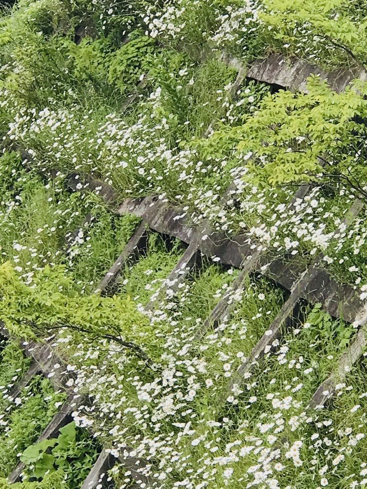 猫なぎ。さんが投稿した金山町に関する口コミの画像