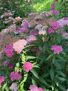 花さか村