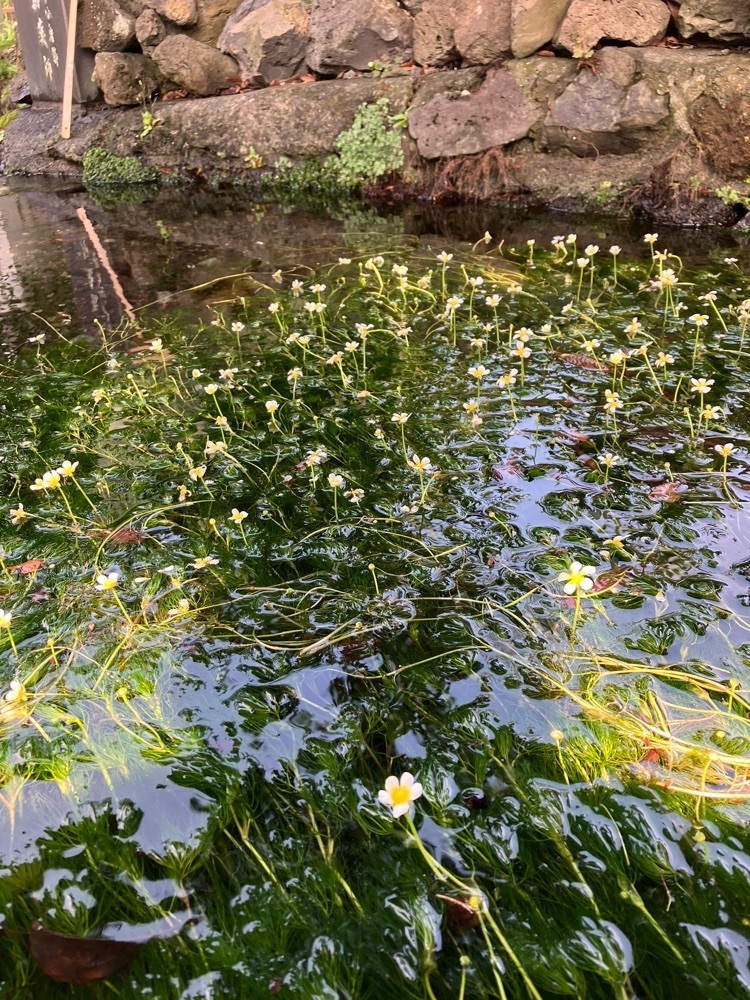 Nさんが投稿した長慶寺に関する口コミの画像