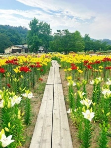 いいでどんでん平ゆり園