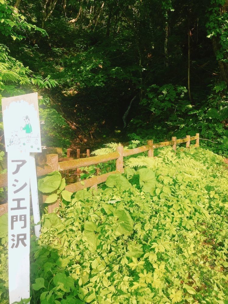 猫なぎ。さんが投稿した桝沢ダムの新緑と紅葉に関する口コミの画像