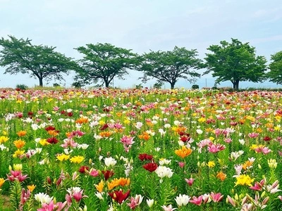 どんでん平ゆり園