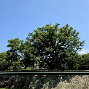 加藤清正銅像