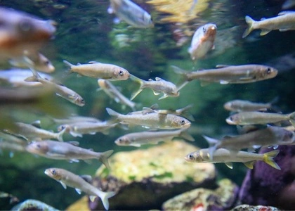 世界淡水魚園