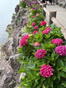 形原温泉あじさいの里