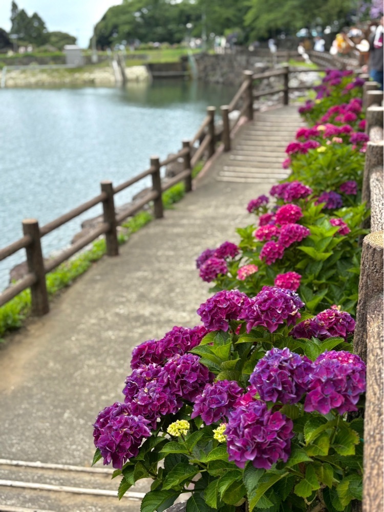 nicanさんが投稿した形原温泉あじさいの里に関する口コミの画像