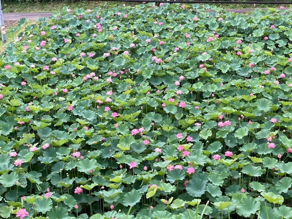 うーとらマンさんが投稿した宮地やすらぎの里に関する口コミの画像