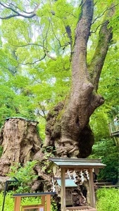 来宮神社の大楠
