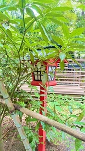 来宮神社の大楠