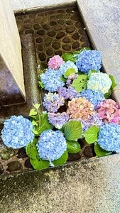 今宮神社