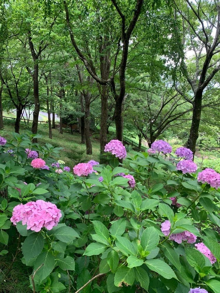 ＪＵNさんが投稿したハイジの村　クララ館　スパ＆レストランホテルに関する口コミの画像
