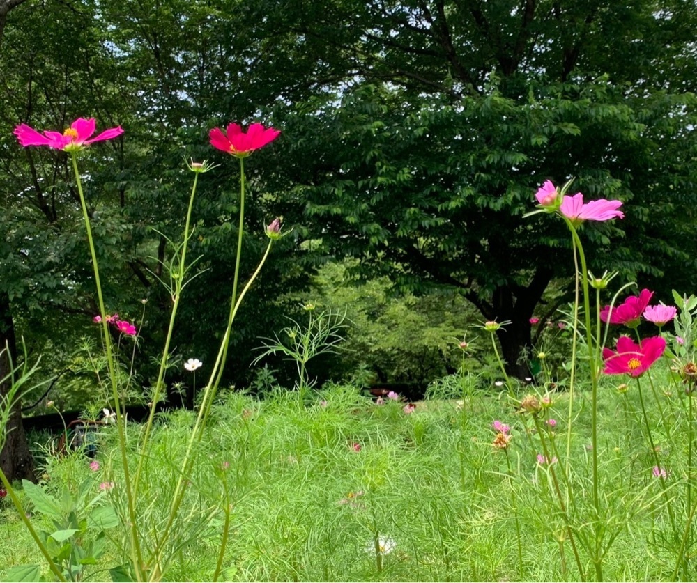 ＪＵNさんが投稿したハイジの村　クララ館　スパ＆レストランホテルに関する口コミの画像
