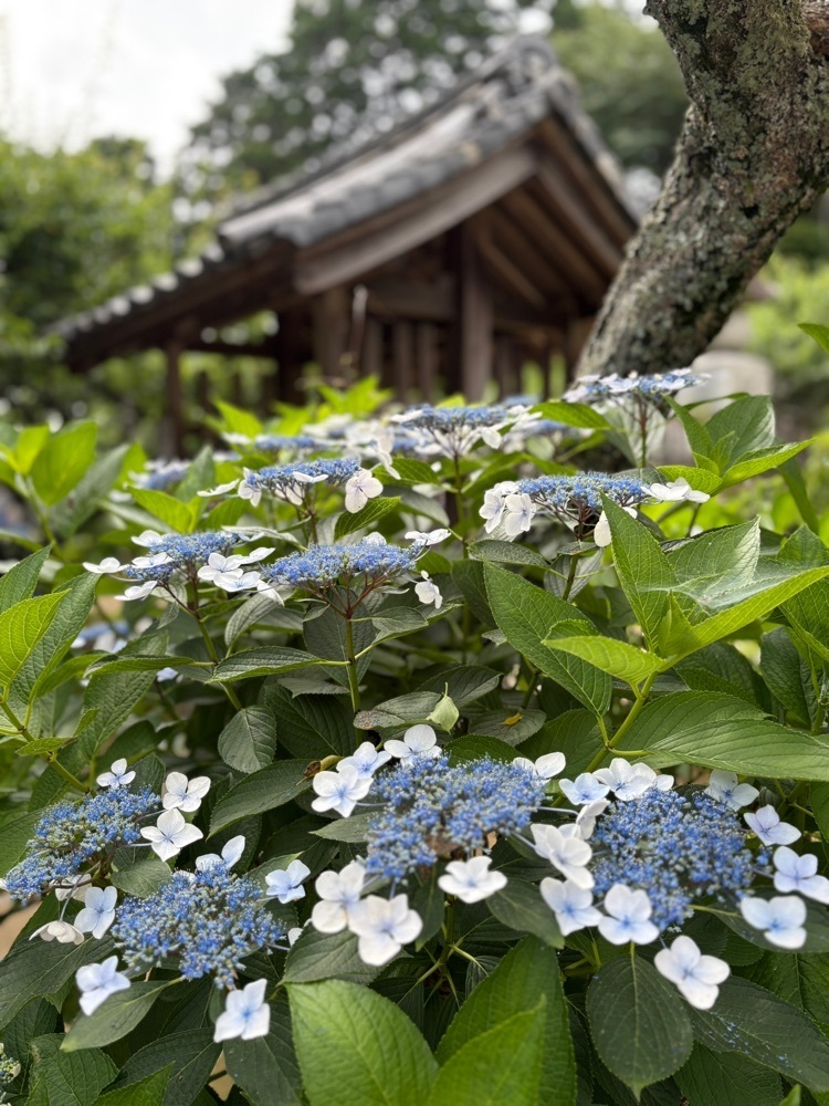 nicanさんが投稿した本光寺に関する口コミの画像