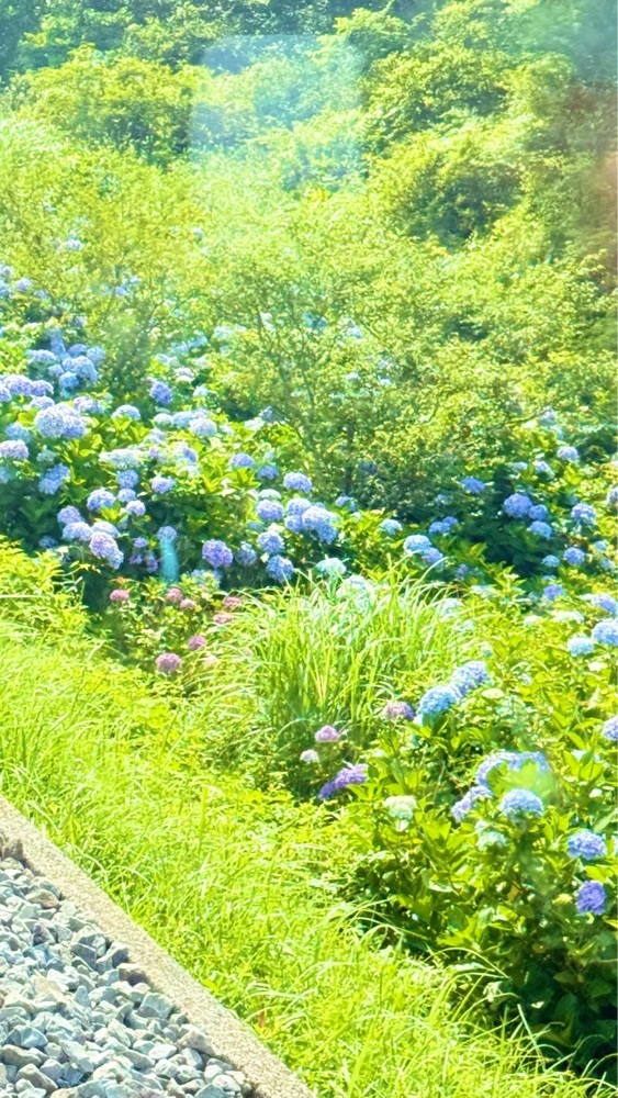miiさんが投稿した十国峠ケーブルカーに関する口コミの画像