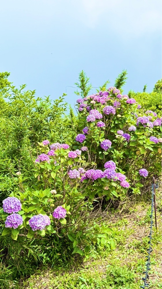 miiさんが投稿した十国峠に関する口コミの画像