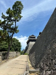松山城の桜