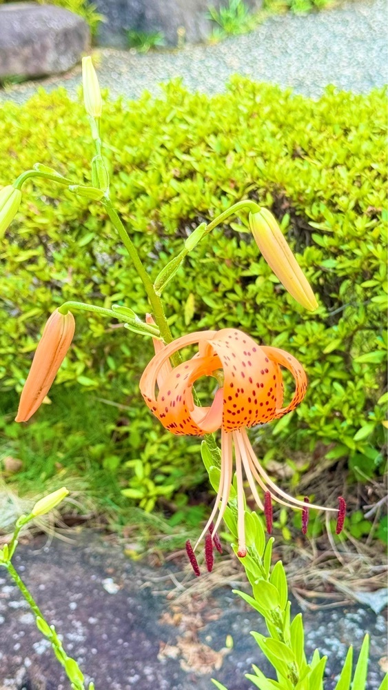 miiさんが投稿した仲見世商店街に関する口コミの画像