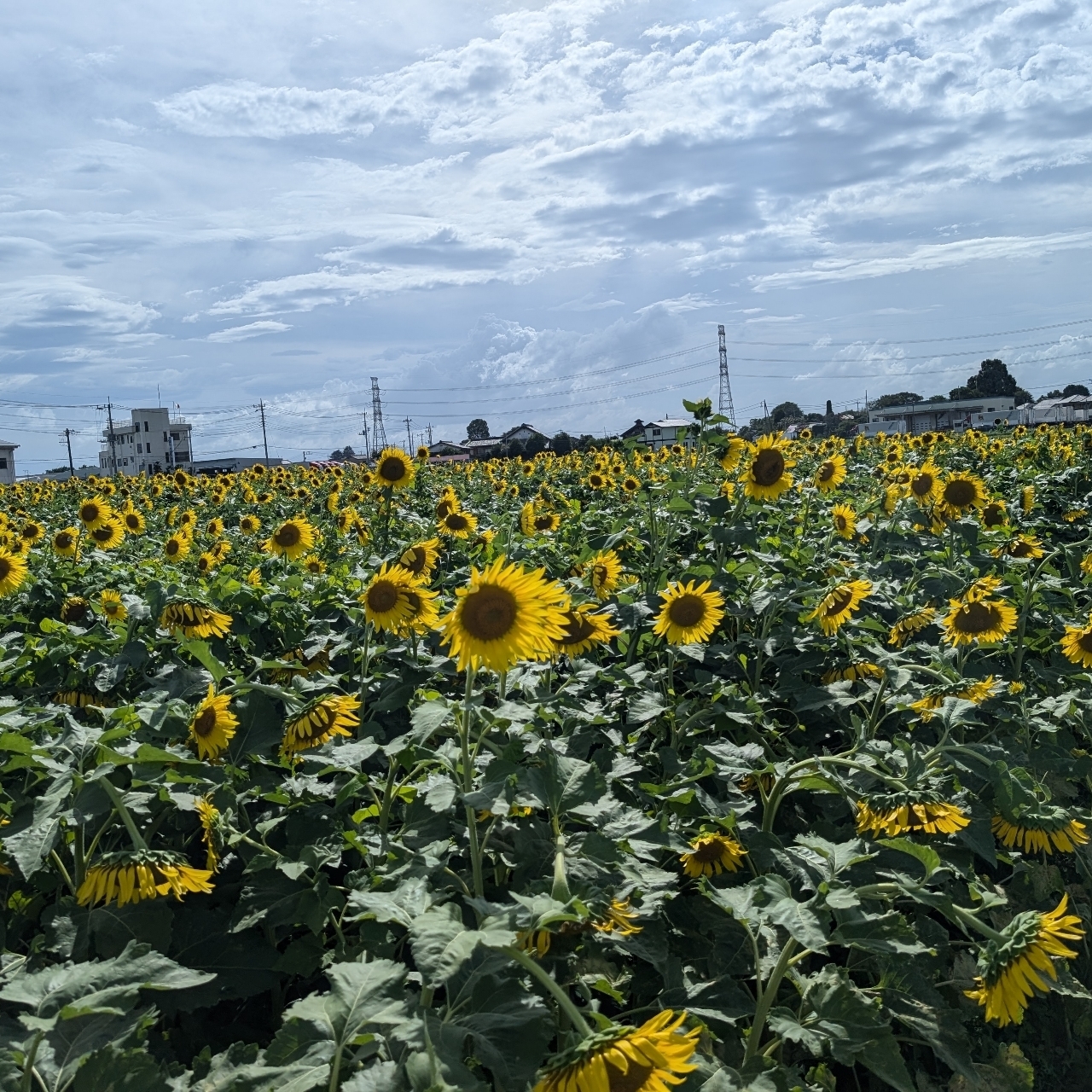 Pさんが投稿した遠藤ファームに関する口コミの画像