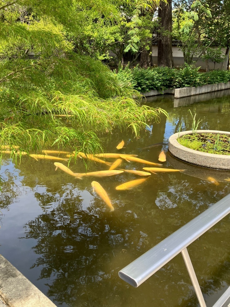 Nさんが投稿した法善寺に関する口コミの画像