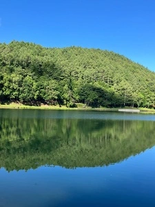 蓼の海