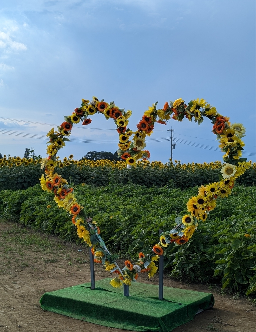 Pさんが投稿した野木町ひまわり畑に関する口コミの画像