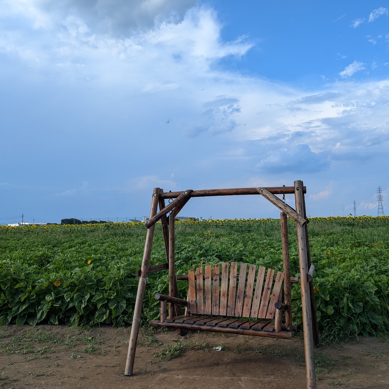 Pさんが投稿した野木町ひまわり畑に関する口コミの画像