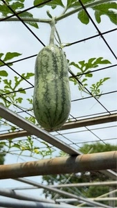 童謡のふる里おおとね農業創生センター