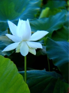 湖水ケ池