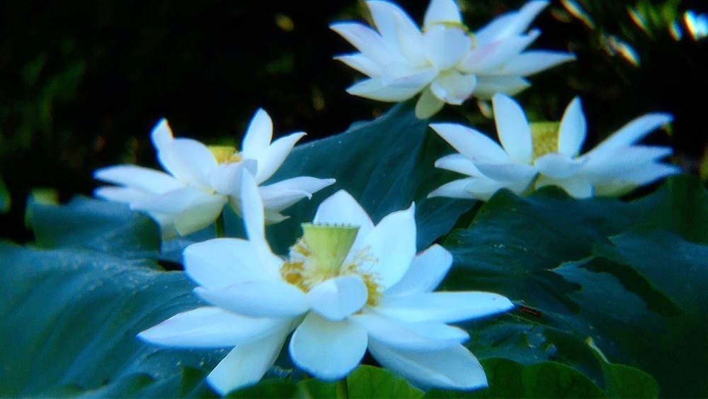 兎きち さんが投稿した湖水ケ池に関する口コミの画像