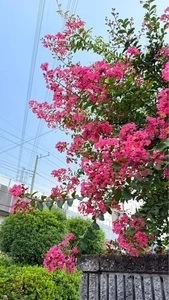 ジョナサン 蓮田店