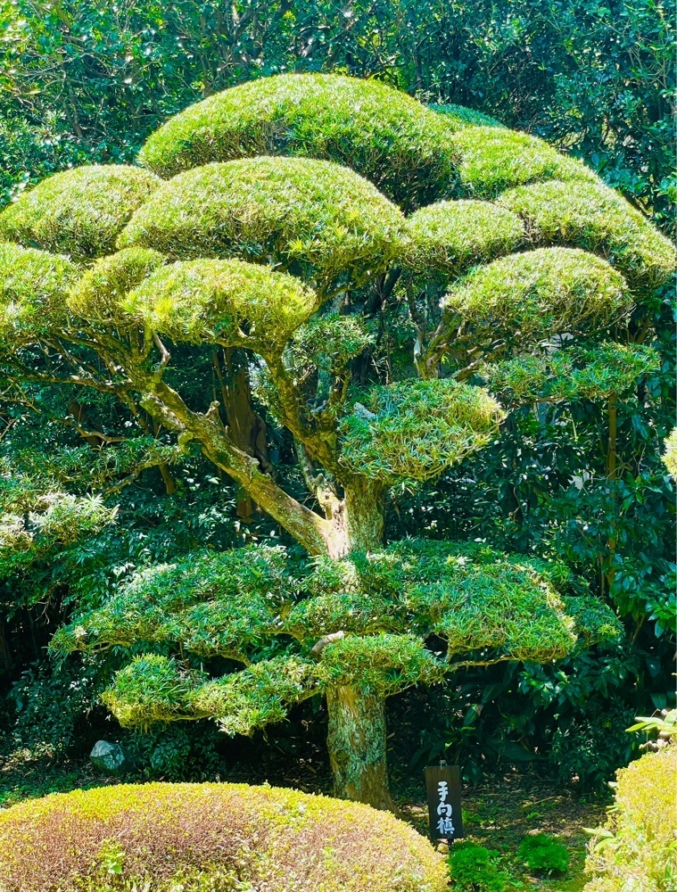 hirokororinさんが投稿した吐月峰柴屋寺に関する口コミの画像