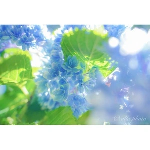 救馬溪観音