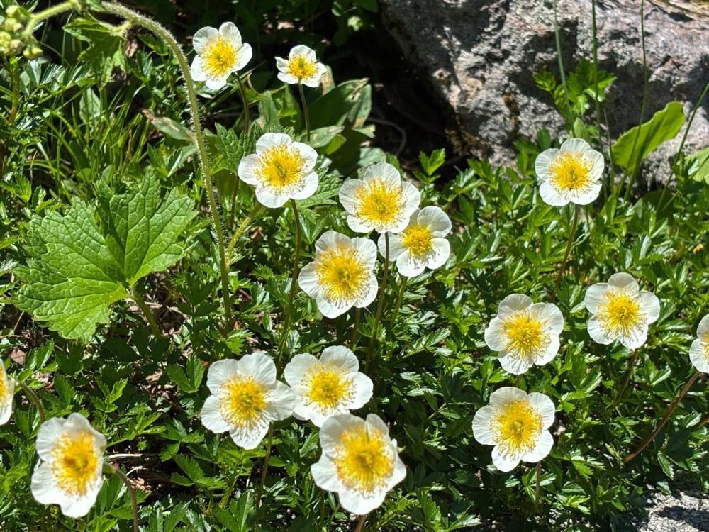 それなはとけさんが投稿した立山黒部アルペンルートに関する口コミの画像