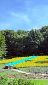 たんばらラベンダーパーク（Tambara Lavender Park）