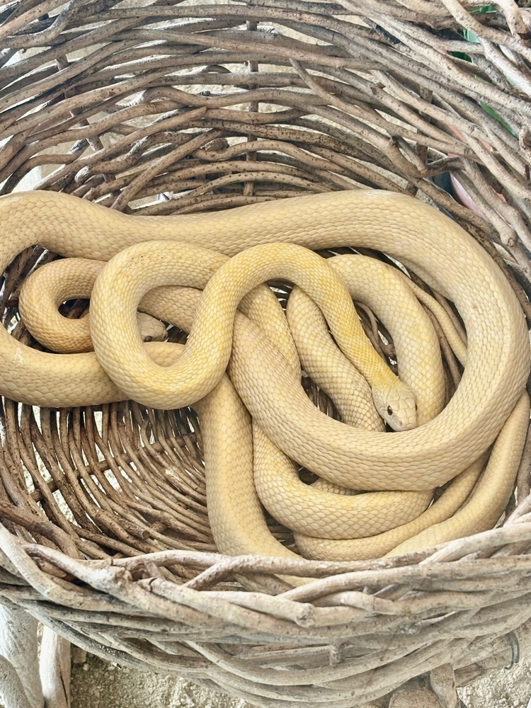 カランさんが投稿した今津（天神）白蛇資料館に関する口コミの画像