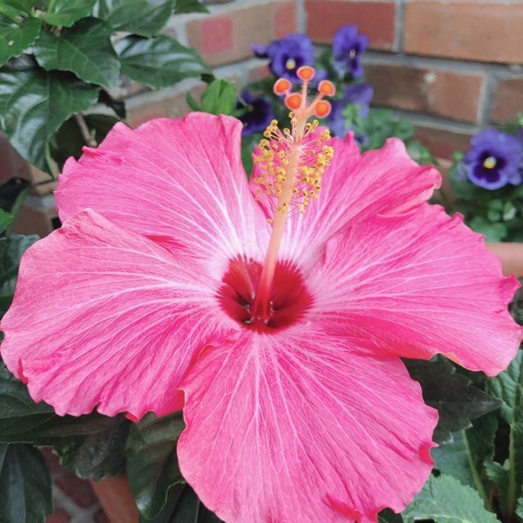 mimiさんが投稿した画像の画像