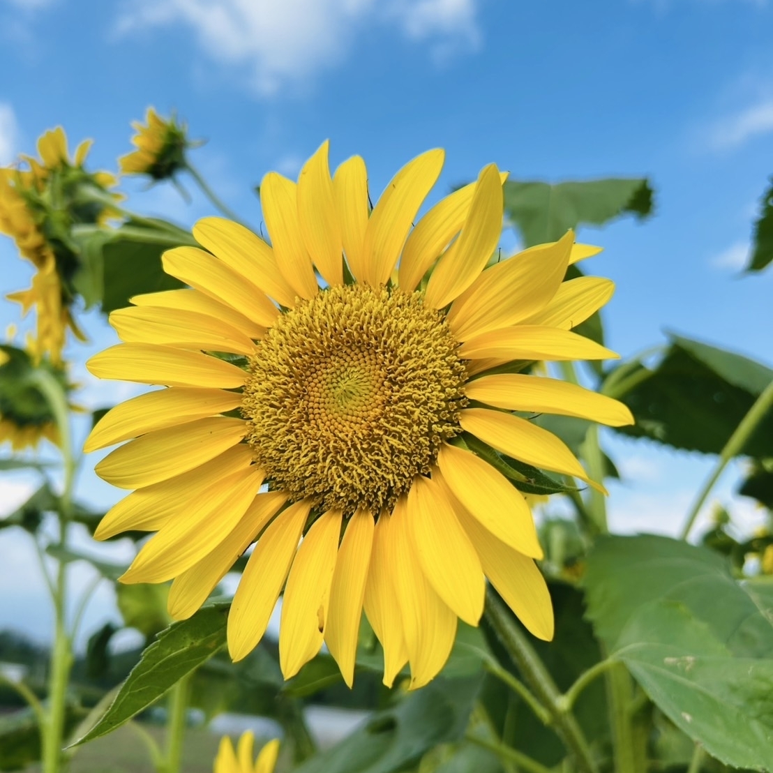 のんびりんこさんが投稿した鼻高展望花の丘に関する口コミの画像