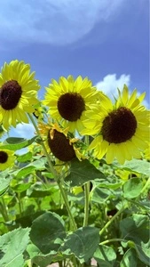 古新館(こしんかん) 3枚目