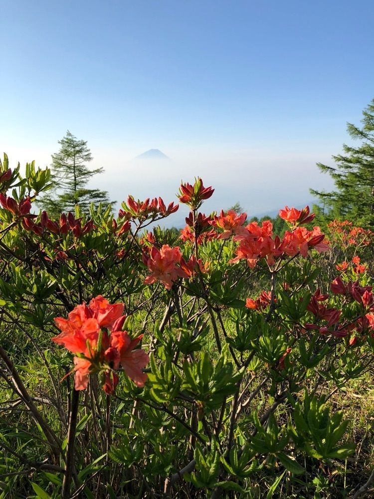 Nさんが投稿した甘利山のレンゲツツジに関する口コミの画像