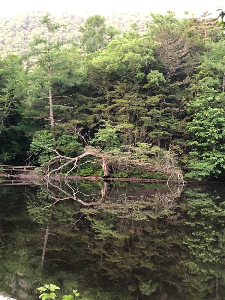 Nさんが投稿した椹池に関する口コミの画像